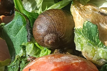 Schnecken kaufen und verkaufen Foto: Grunzschnecke gefunden und abzugeben