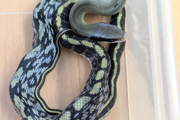 Nattern ungiftige  kaufen und verkaufen Foto: Orthriophis callicyanous 2.1. NZ 25 Blue beauty