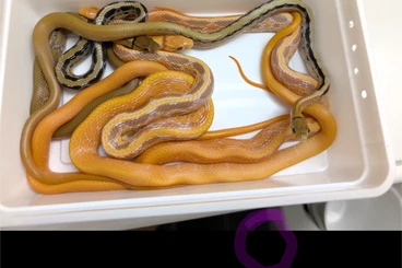 Nattern ungiftige  kaufen und verkaufen Foto: Coelognathus Radiata 1.4. NZ 25