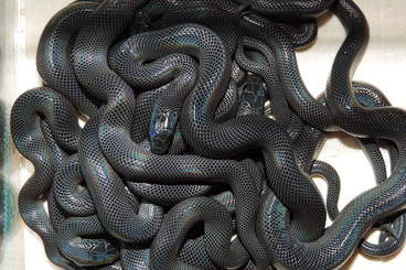 Snakes kaufen und verkaufen Photo: Boaedon, Pituophis, Lampropeltis NZ
