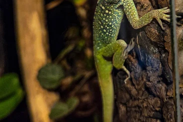 andere Echsen kaufen und verkaufen Foto: Anolis roquet summus, Martinique-Anolis