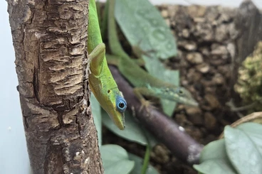 andere Echsen kaufen und verkaufen Foto: Anolis trinitatis und Anolis roquet summus - Nachzuchten abzugeben