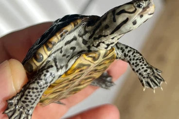 Turtles and Tortoises kaufen und verkaufen Photo: Gebe 0.1 Malaclemys terrapin centrata *concentric*