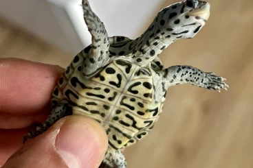 Turtles and Tortoises kaufen und verkaufen Photo: Gebe 0.1 Malaclemys terrapin centrata *concentric* ab