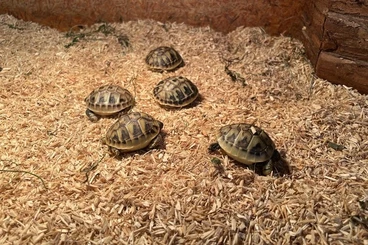 Landschildkröten kaufen und verkaufen Foto: Griechische Landschildkröten (Testudo hermanni) NZ 2025 zu verkaufen