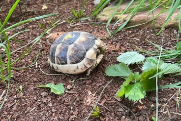 Landschildkröten kaufen und verkaufen Foto: Breitrandschildkröten (Testudo marginata) NZ 2025 zu verkaufen