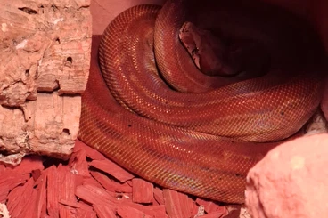 Boas kaufen und verkaufen Photo: Boa Constrictor Imperator