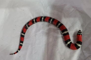 Nattern ungiftige  kaufen und verkaufen Foto: Listrophis pulcha, Lamprophis.aurora, Dasypeltis scabra &