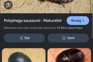 Insects kaufen und verkaufen Photo: Suche für Hamm: polyphaga saussurei