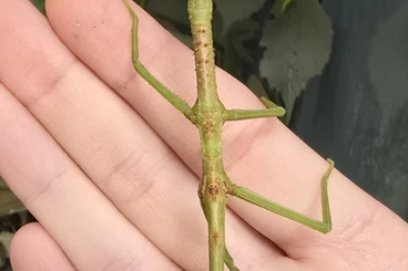 Insects kaufen und verkaufen Photo: ACROPHYLLA WUELFINGI - nymphs