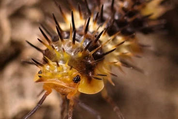 Crustraceae non aquatic kaufen und verkaufen Photo: Huge list of isopods 55 species +