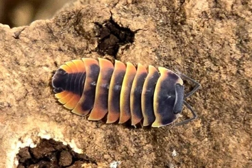 Crustraceae non aquatic kaufen und verkaufen Photo: BULK - Ardentiella Ember bee