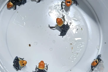 Pfeilgiftfrösche kaufen und verkaufen Foto: Biete ranitomeya fantastica true nominat Nachzuchten