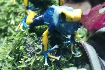 Poison dart frogs kaufen und verkaufen Photo: Biete 1.0 tinc. Tumutumaque