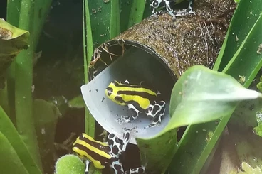 Poison dart frogs kaufen und verkaufen Photo: Biete ranitomeya und histrionica
