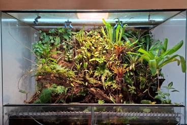 Poison dart frogs kaufen und verkaufen Photo: Phyllobates vittatus - Gestreifter Blattsteiger