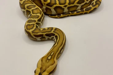 Pythons kaufen und verkaufen Photo: 1.0 Caramel Tigerpython , NZ Aug 25