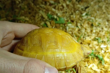 Tortoises kaufen und verkaufen Photo: Thb albino