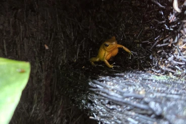 Pfeilgiftfrösche kaufen und verkaufen Foto: 1.1 Oophaga Pumilio Christobal