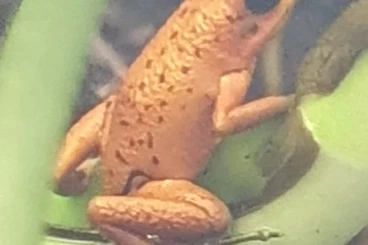 Poison dart frogs kaufen und verkaufen Photo: 1.1 Oophaga Pumilio Nancy