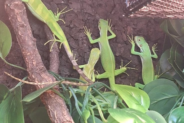 andere Echsen kaufen und verkaufen Foto: Abzugeben: 2.2 Fidschi Leguane ( Brachylophus fasciatus)