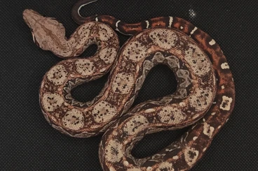 Boas kaufen und verkaufen Photo: True Nicaraguan boa (Boa imperator Nicaragua)