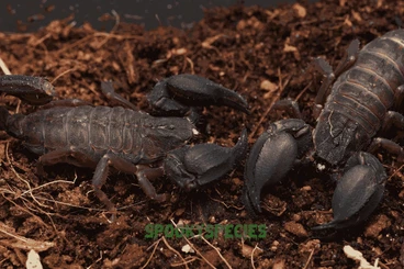 Skorpione kaufen und verkaufen Foto: Chaerilus sp. “Lale” – NEW, undescribed species (first time!) Hamm