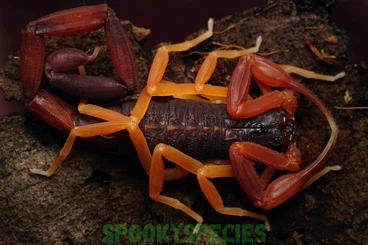 Skorpione kaufen und verkaufen Foto: Rare scorpions, buthidae and others