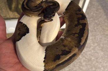 Königspythons kaufen und verkaufen Foto: Mahogany Pied 1.0 von 2024