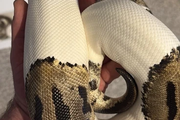 Königspythons kaufen und verkaufen Foto: Leopard Pied 0.1 von 2022