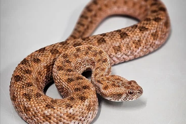 Giftschlangen kaufen und verkaufen Foto: 1,0 Bitis atropos cb 18