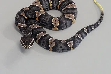 Giftschlangen kaufen und verkaufen Foto: 0,2 Agkistrodon taylori cb25