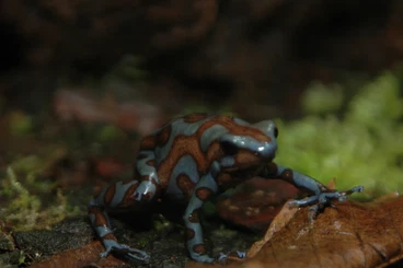 Poison dart frogs kaufen und verkaufen Photo: Hamm 13.12 Auratus Super Blue
