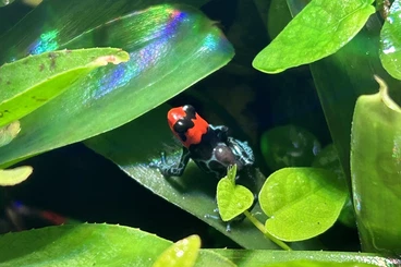 Pfeilgiftfrösche kaufen und verkaufen Foto: Hamm Ranitomeya Benedicta