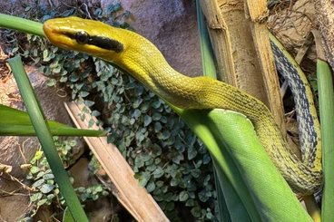 Colubrids kaufen und verkaufen Photo: 1,1 Orthriophis taeniurus Grabowski Yellow Line