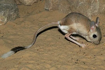 Exotische Säuger kaufen und verkaufen Foto: Suche Wüstenspringmäuse Jaculus