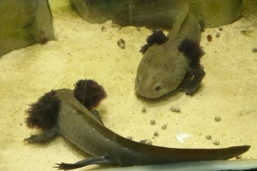 Schwanzlurche kaufen und verkaufen Foto: Ambystoma dumerilii , Patzcuaro-Querzahnmolch