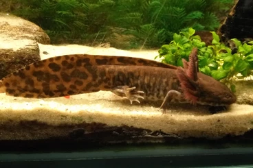 Schwanzlurche kaufen und verkaufen Foto: Zacapu - Querzahnmolch , Andersoni