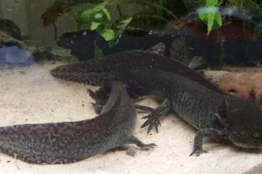 newts and salamanders kaufen und verkaufen Photo: Ambystoma mexicanum , Reinzucht