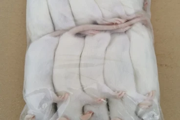 Futtertiere kaufen und verkaufen Foto: Frostfutter mit der Autolieferung- Mäuse, Ratten und Eintagsküken