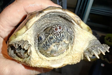 Turtles and Tortoises kaufen und verkaufen Photo: Offer 1.1 Staurotypus triporcatus for Hamm