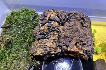 newts and salamanders kaufen und verkaufen Photo: Verkaufe Cynops orientalis NZ 2025