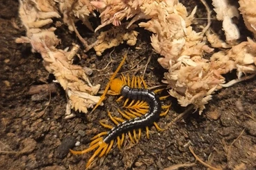 Myriapoda kaufen und verkaufen Photo: Scolopendra dehaani "flame leg"