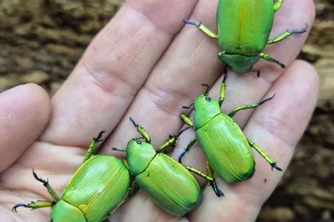 Insects kaufen und verkaufen Photo: Chrysina Siliquofera Heteropteryx Pulchriphyllium Platymeris