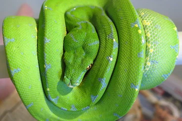 Snakes kaufen und verkaufen Photo: Apodora papuana / Papuan Olive Python subadult