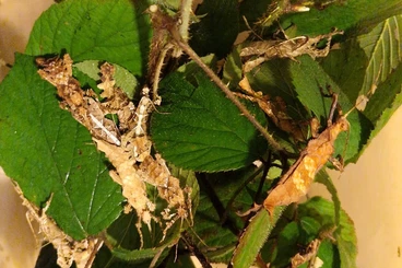 Insekten kaufen und verkaufen Foto: Heteropteryx dilatata 3. - 4.FH