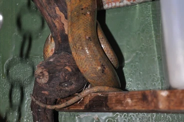 Schlangen kaufen und verkaufen Foto: 1,0 Corallus hortulanus 2018