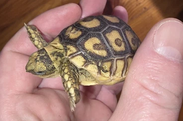 Landschildkröten kaufen und verkaufen Foto: Hybrid sulcata x pardalis somalica