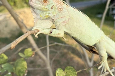 Echsen  kaufen und verkaufen Foto: Iguana morph available soon