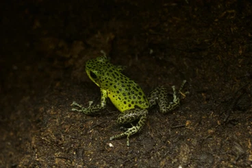 Poison dart frogs kaufen und verkaufen Photo: Oophaga pumilio punta laurent/laurel 0.1